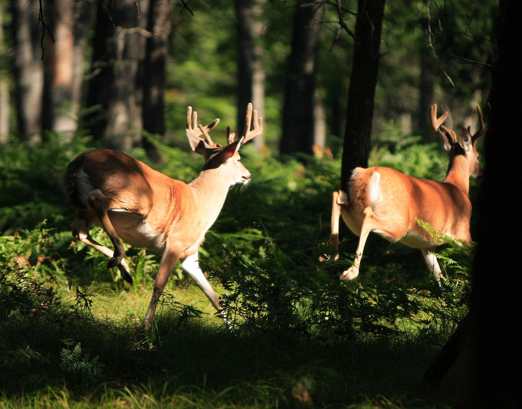 Major Changes Come To Wisconsin’s Deer Season, No More Check Stations 