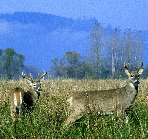 Arkansas Approaches Record Deer Harvest OutdoorHub