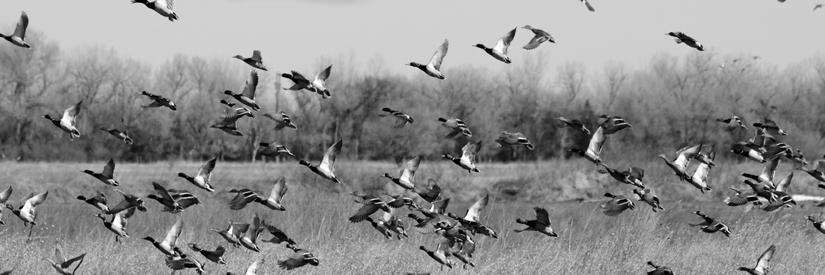 Ducks on the River | OutdoorHub