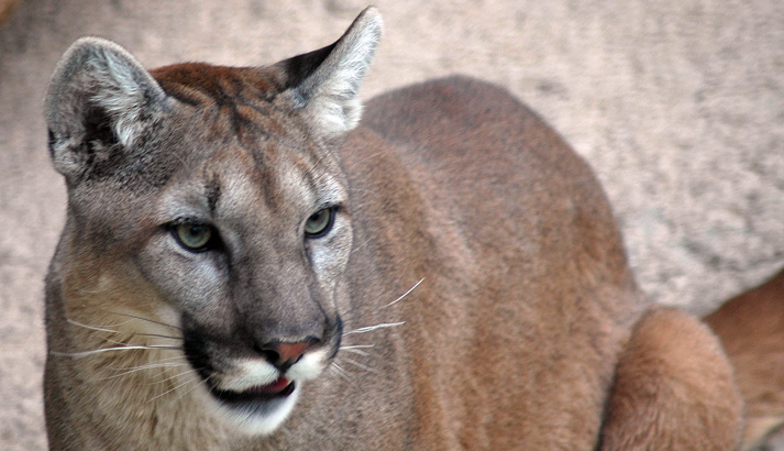 Mountain Lion and Deer Fall on Surprised Snowmobilers | OutdoorHub