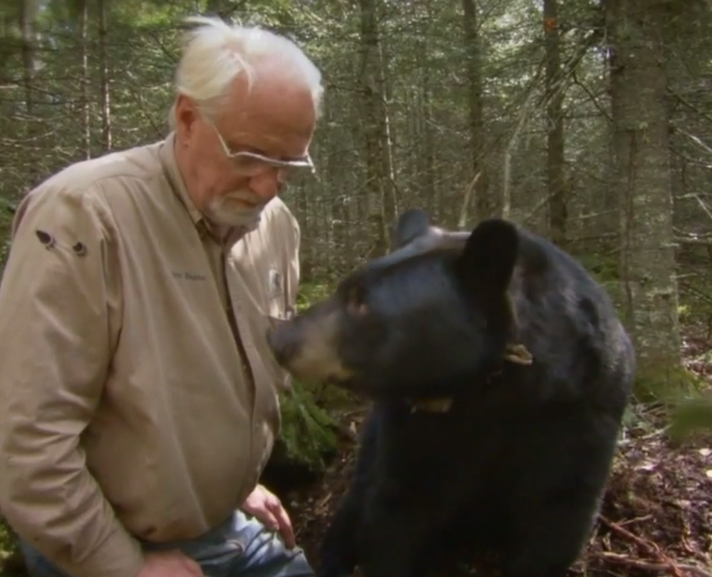 Minnesota Dnr At Odds With Controversial Bear Researcher Outdoorhub