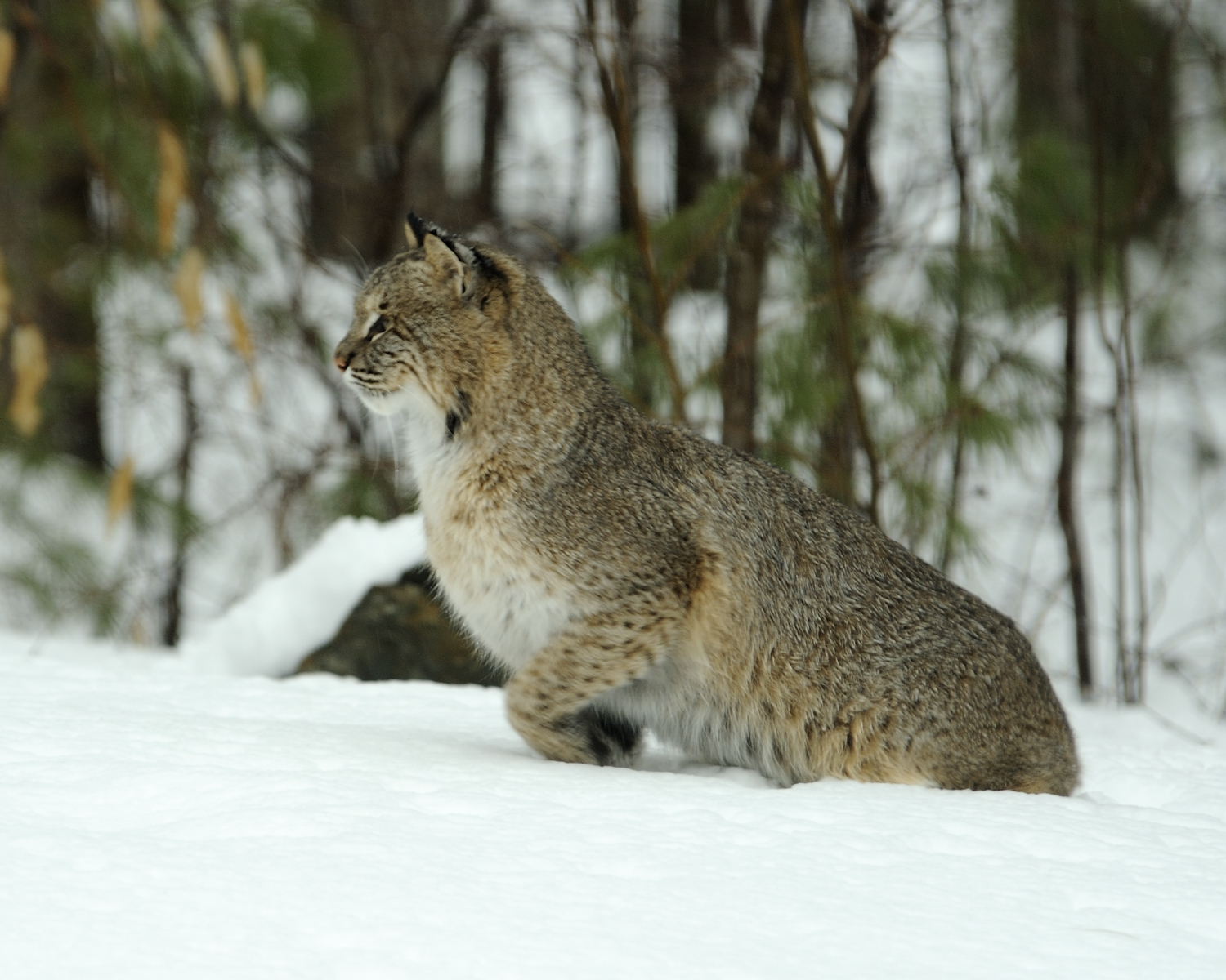 bobcats-make-den-in-homeowner-s-backyard-outdoorhub