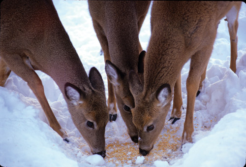 minnesota-s-emergency-deer-feeding-begins-outdoorhub