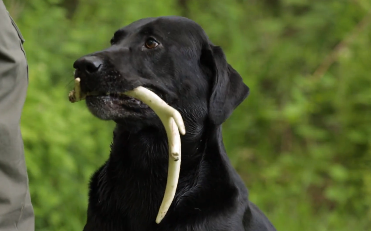 World's Best Shed Hunting Dogs Converge on Minnesota 