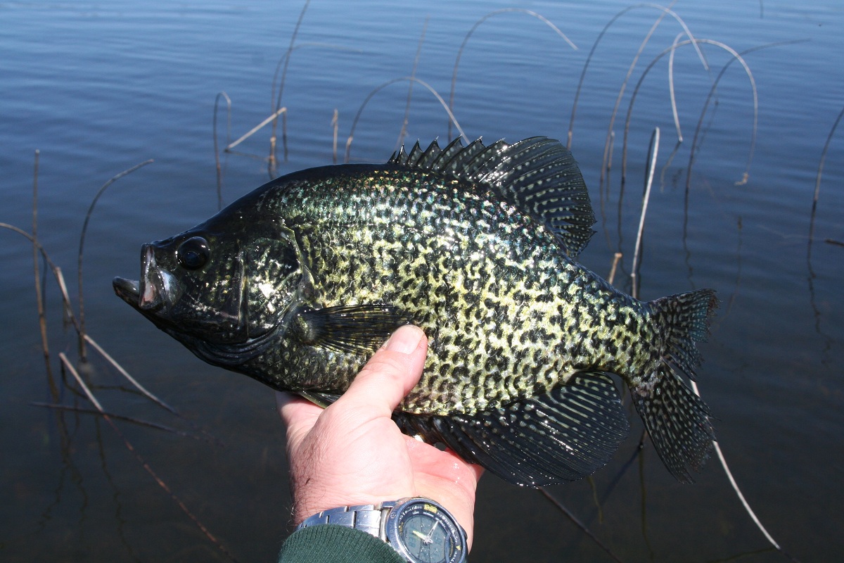 On the Hunt for Early Spring Crappies OutdoorHub