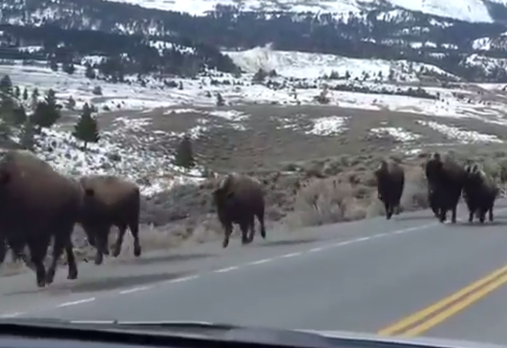 Experts Sound Alarm Yellowstone Animals Mass Exodus Points To Potential Eruption - ip096gk