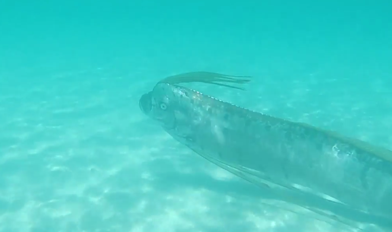 Video: Giant Oarfish in Shallow Waters | OutdoorHub