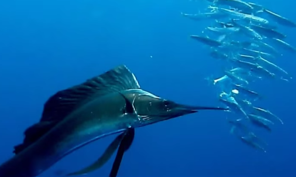 Video How Sailfish Slash Through Schooling Prey OutdoorHub