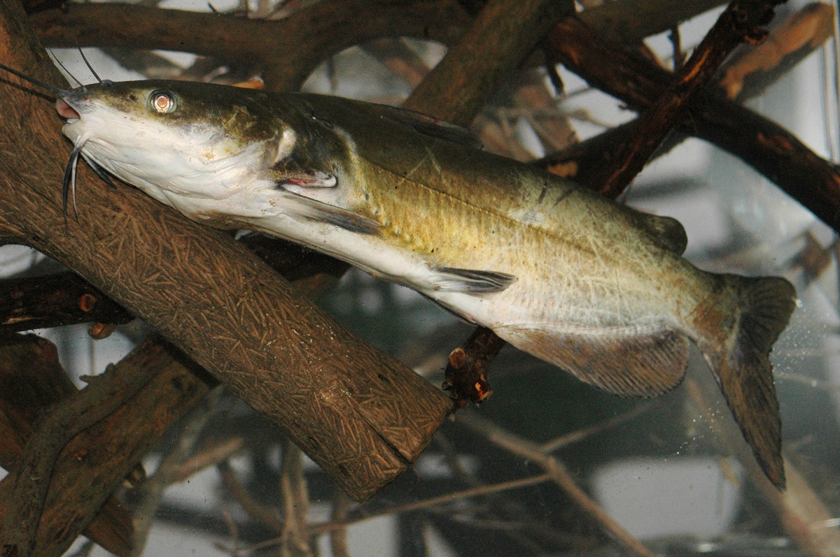 Big flathead catfish on a yoyo - Fishing Yoyito