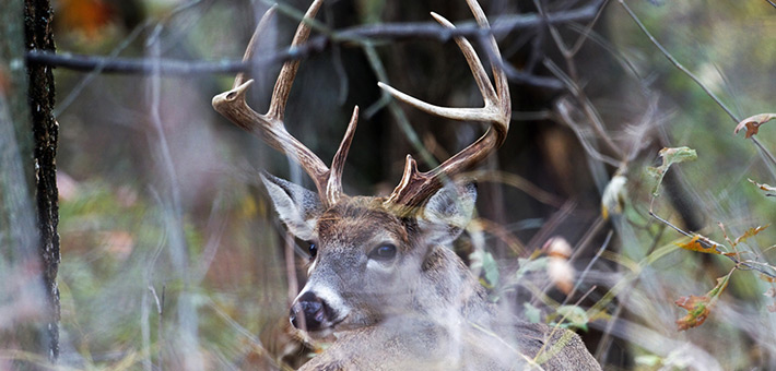 Putting an End to Deer Poaching on Sherburne National Wildlife Refuge ...