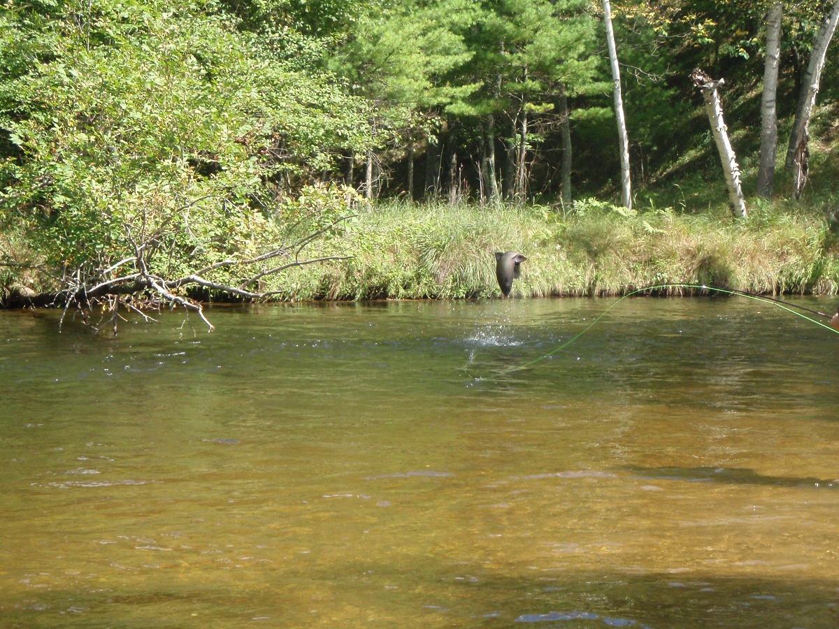 Michigan's Top Steelhead Spots | OutdoorHub