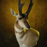 A record 91 4/8 pronghorn harvested by Marvin Zieser in 1995.