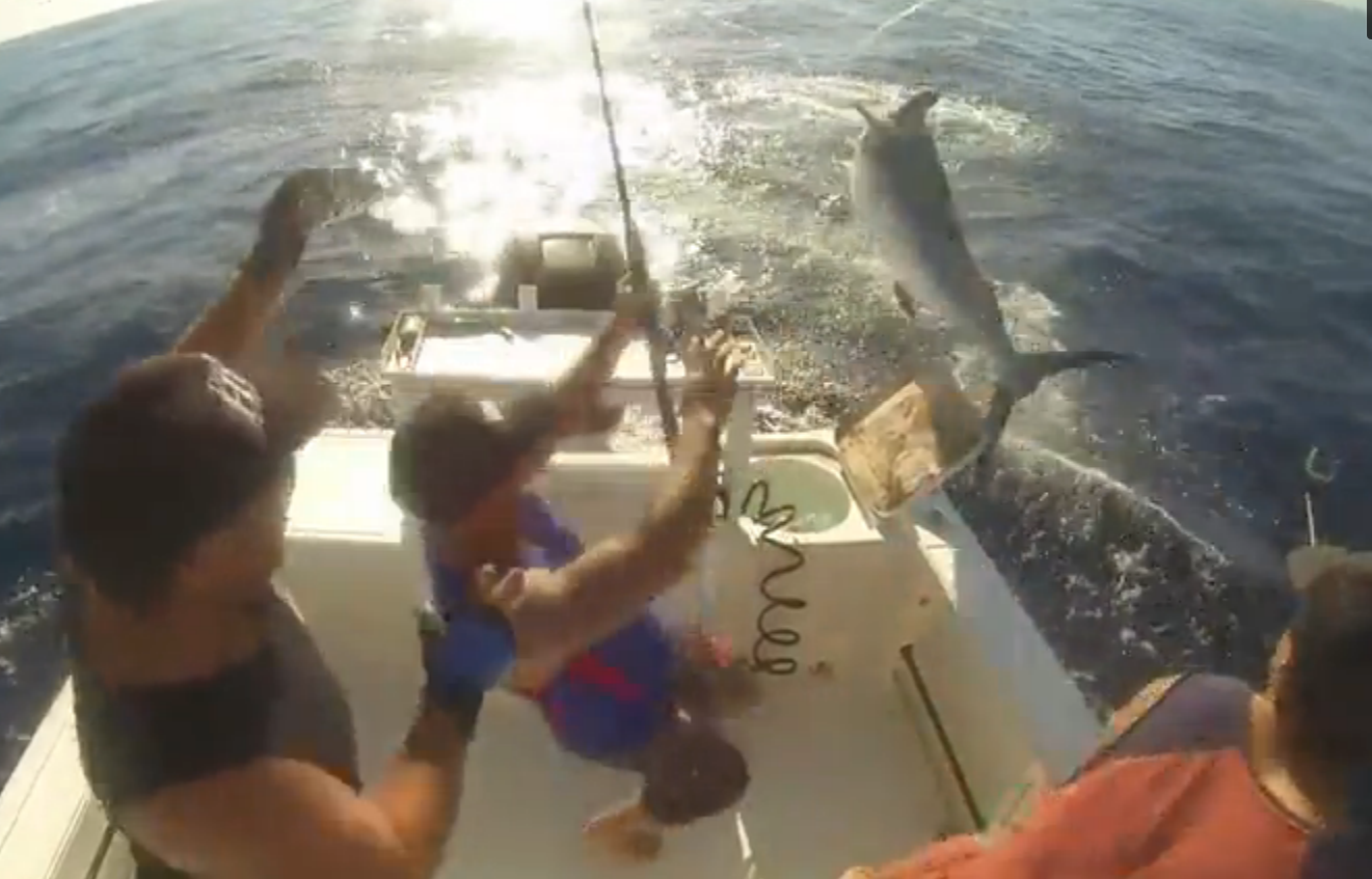 Video: Marlin Jumps Onto Boat Bill-first | OutdoorHub