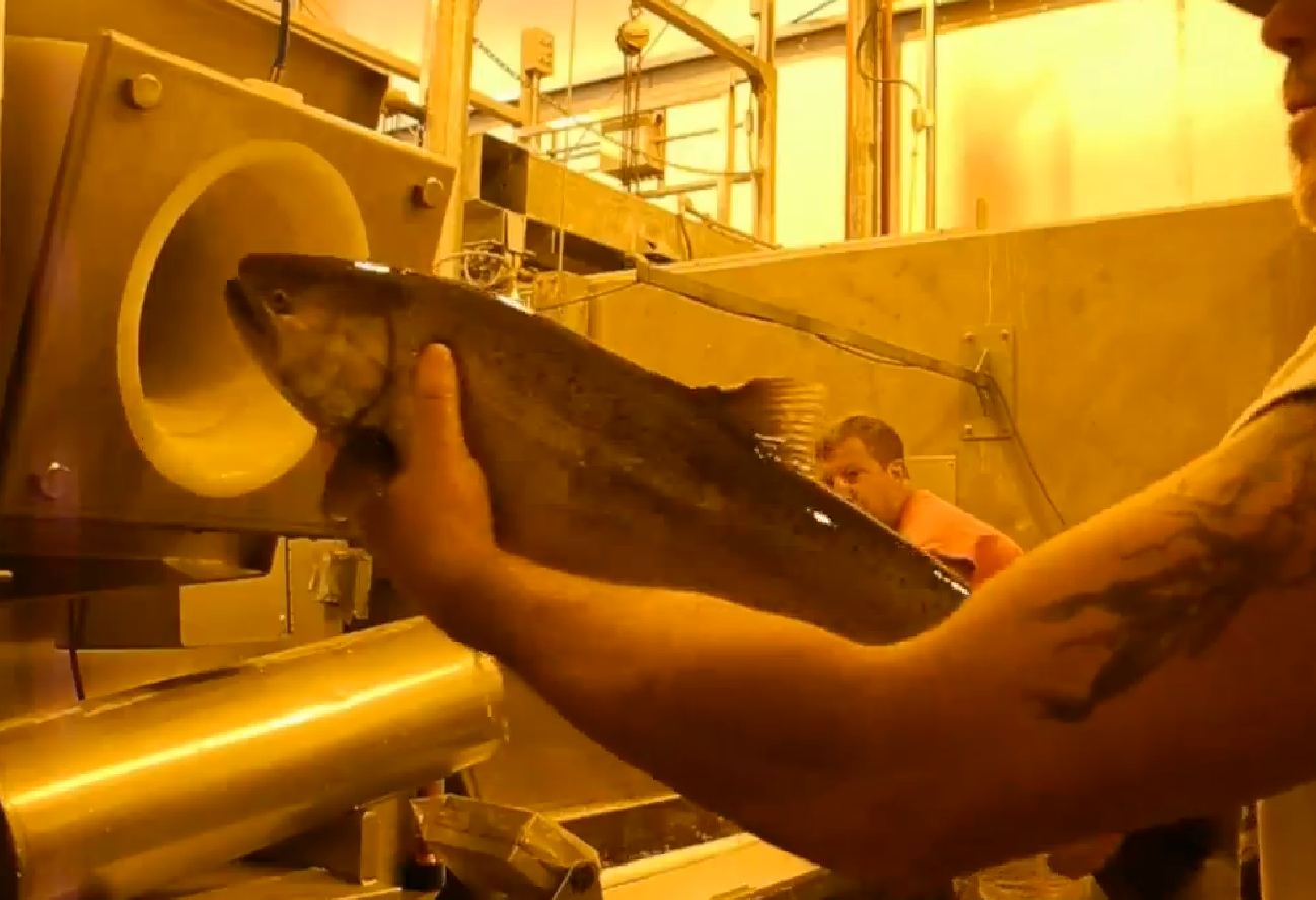 Experimental Vacuum Method Used to Transport Salmon in Washington ...