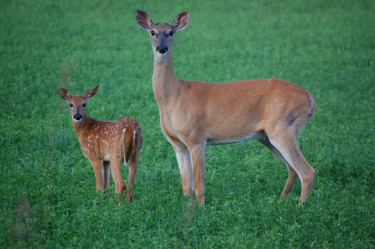 Hunting Michigan's Antlerless Whitetail Deer OutdoorHub
