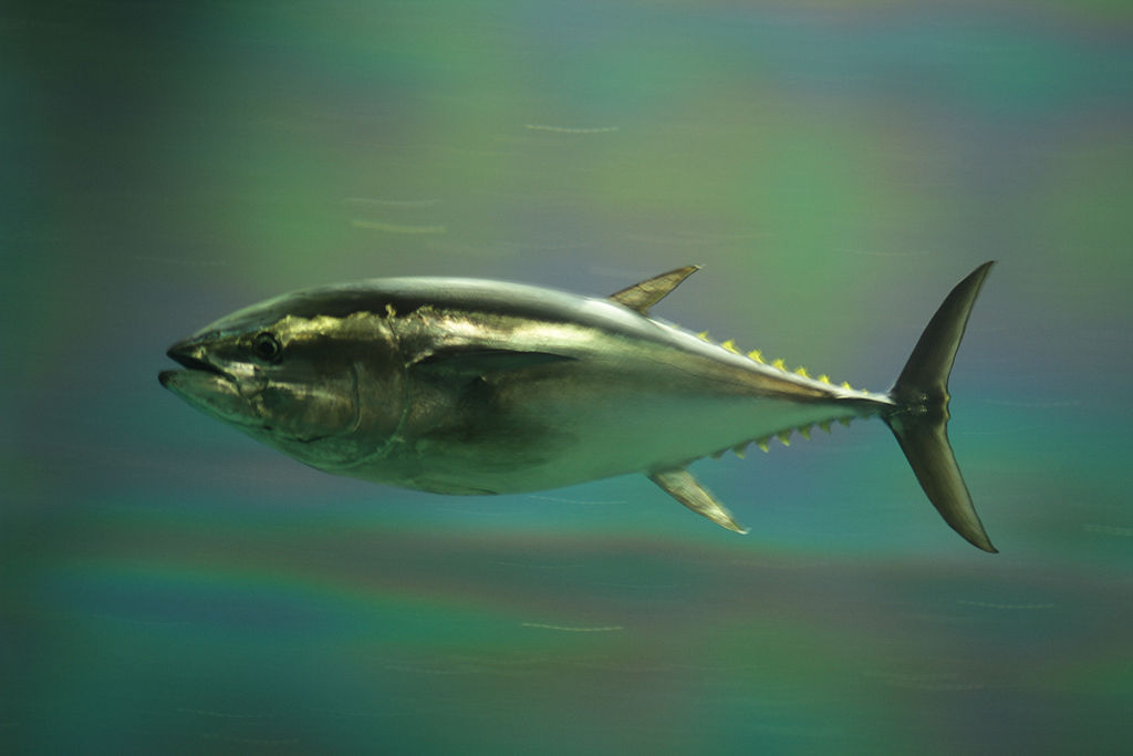 NOAA Considers Ban on Bluefin Tuna Fishing OutdoorHub