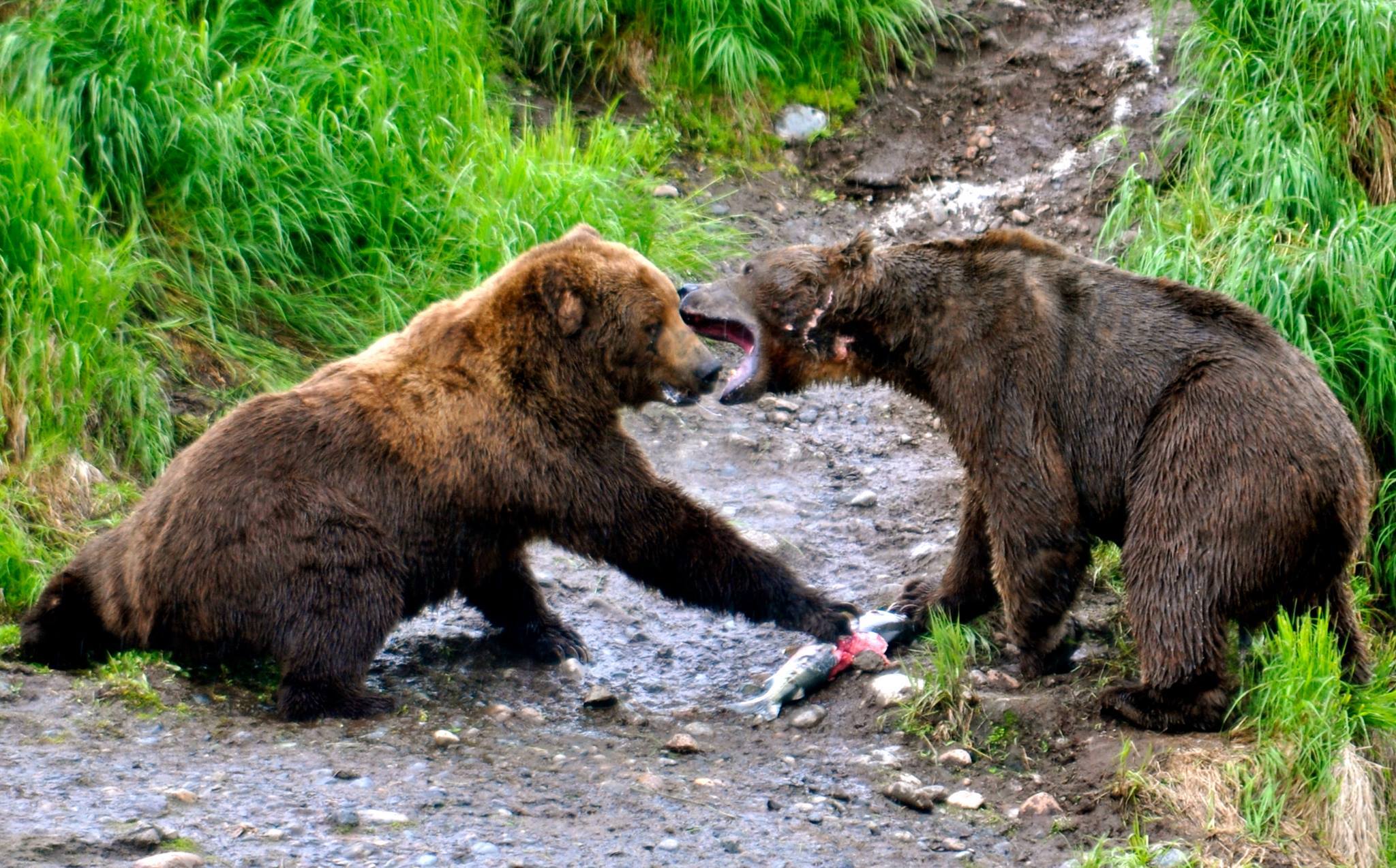 National Guardsman Mauled by Bear in Alaska OutdoorHub