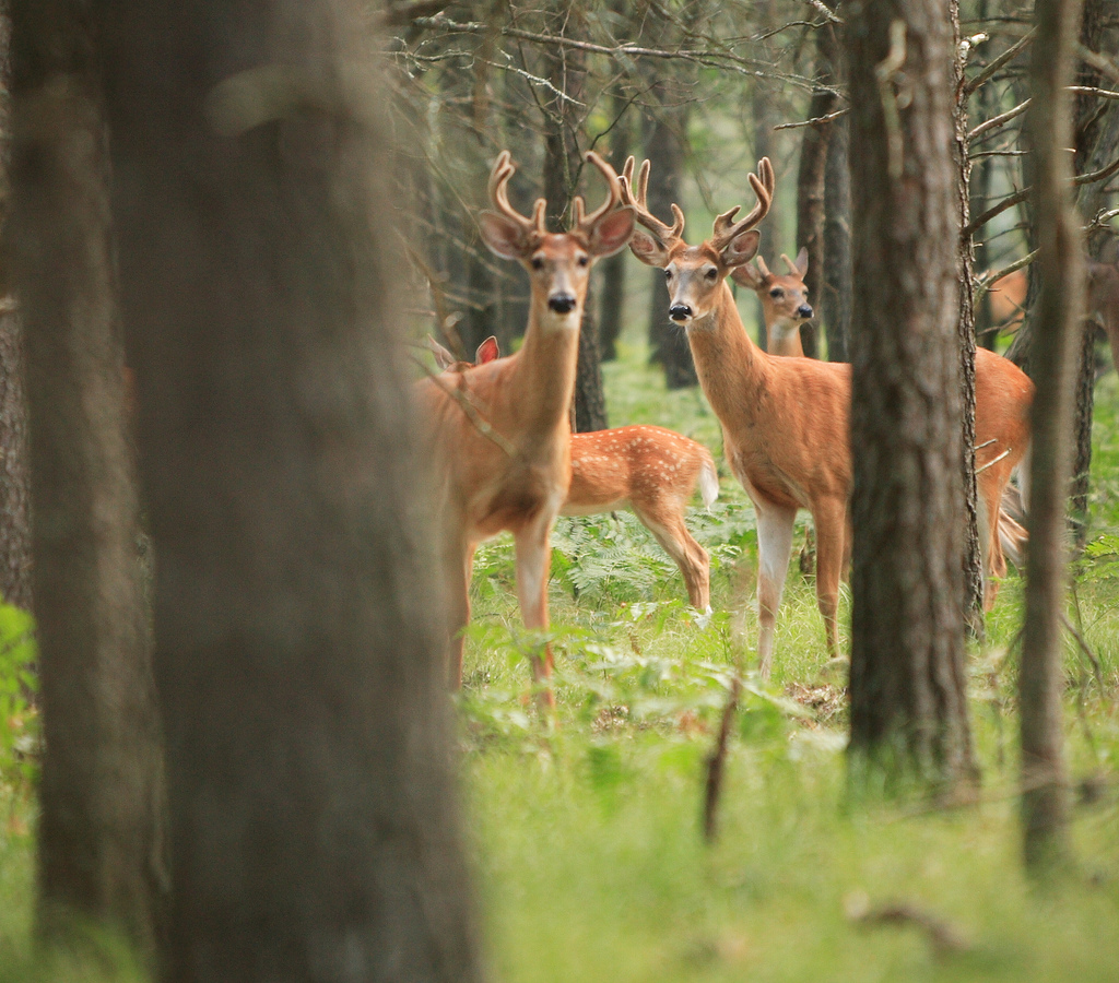 Study: Deer Hunting Helps Replenish Forests | OutdoorHub