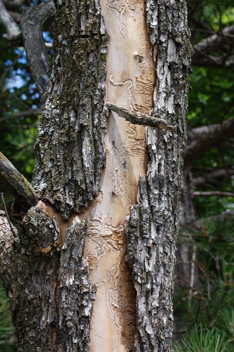 Emerald Ash Borer and Your Hunting Land | OutdoorHub