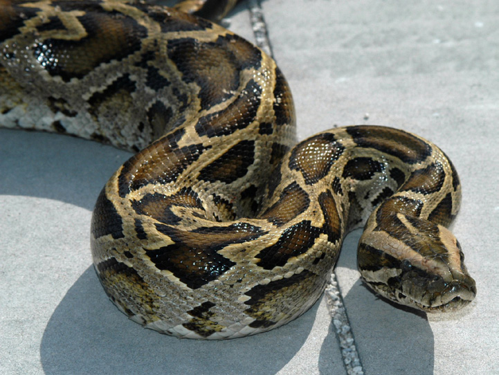 Florida Police Catch 12-foot, Cat-eating Python | OutdoorHub