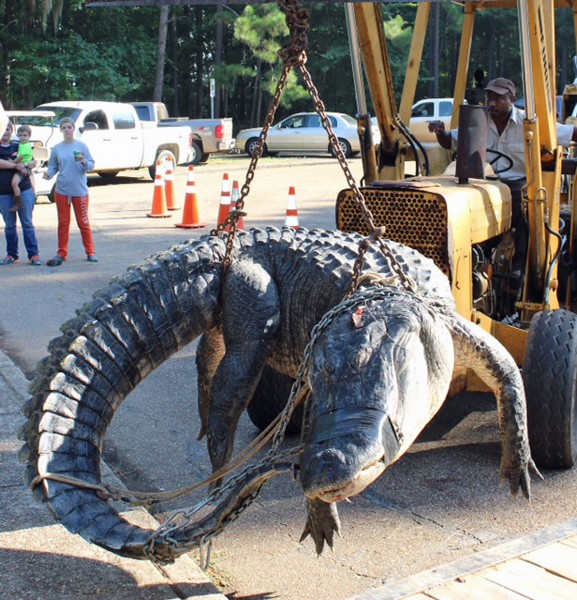 Alabama Native Recounts Catching Record Gator | OutdoorHub