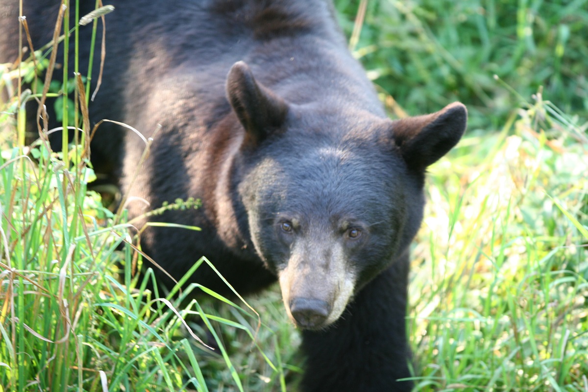 Deer Hunters Put a Bear Bowhunt on Your Bucket List