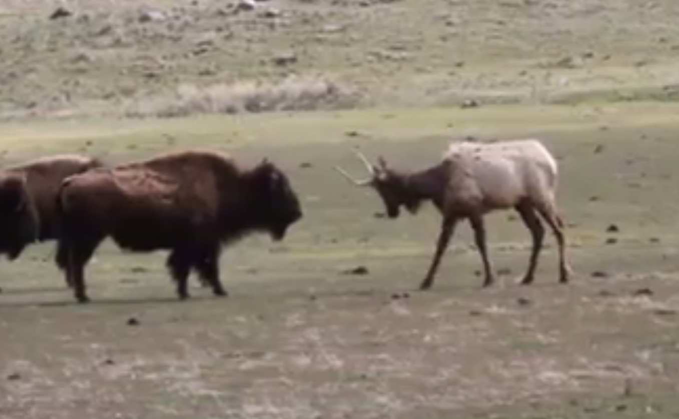 Video: Plucky Elk Confronts Bison Trio | OutdoorHub