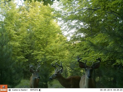 Using trail cameras before you decide on a plot location lets you know what’s coming through the area and helps in the planning process. 