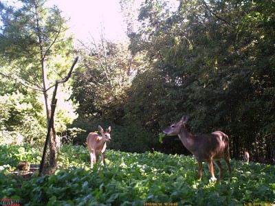 Damit Rehe die Futterstellen nutzen, müssen sie sich sicher fühlen. Kleine Parzellen in dichtem Bewuchs können hier Abhilfe schaffen. Wenn Sie die Hirschkühe das ganze Jahr über auf Ihrem Land halten, werden sich die Böcke im November dort aufhalten.