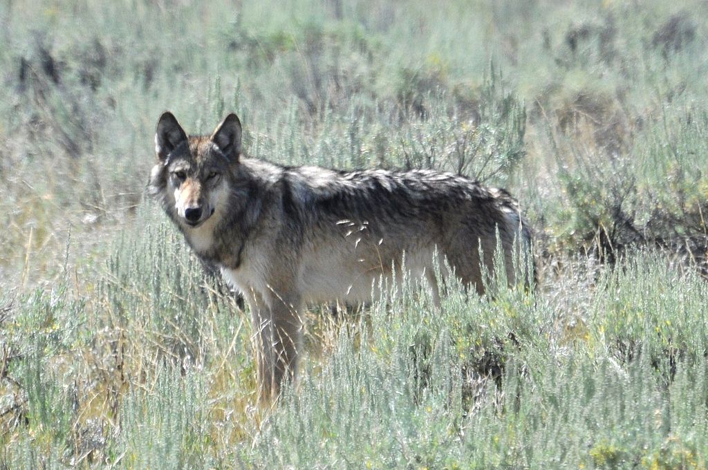 Activist Group Hounds Wisconsin Wolf Hunters | OutdoorHub