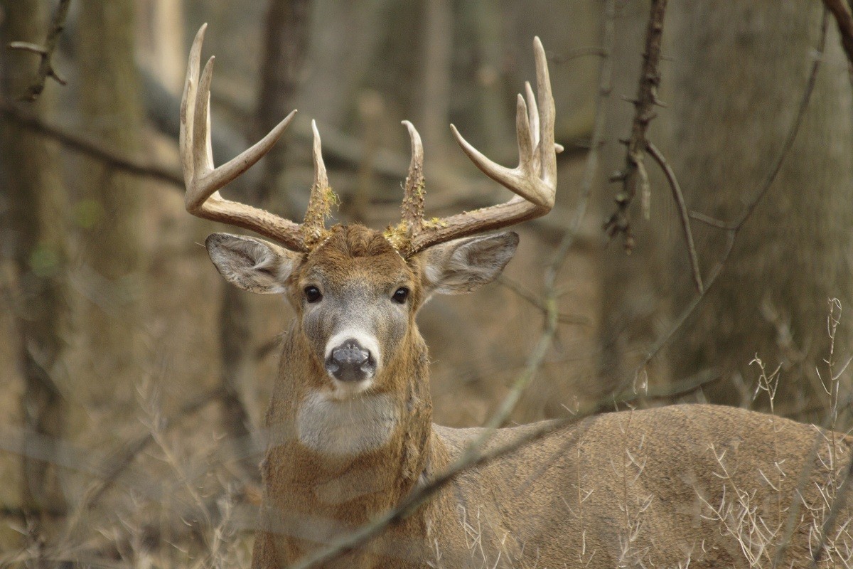 how-to-bring-in-big-bucks-with-a-mock-scrape-outdoorhub