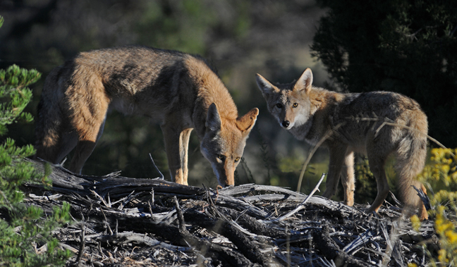 fox and coyote hunting