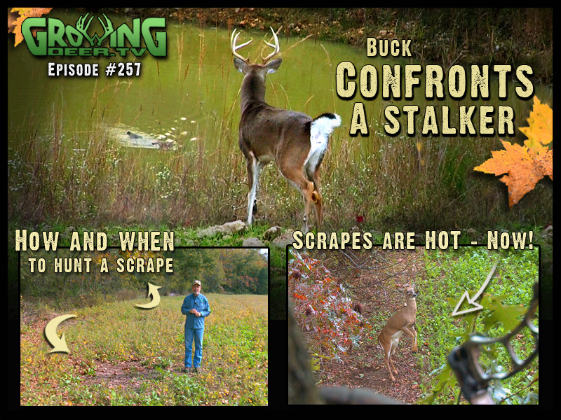 This Week on GrowingDeer.tv - Stalking Whitetails and Hunting Scrapes ...