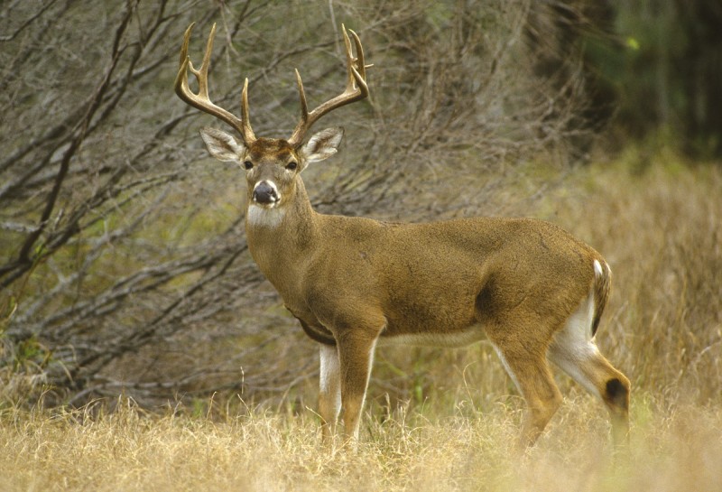 GPS tracking studies have revealed some things about the mature whitetail’s travel habits that may surprise you.