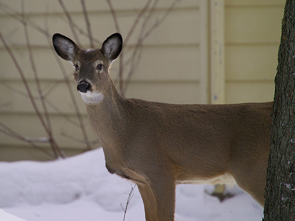 First Traces Of Bluetongue Virus Identified In New Jersey Deer OutdoorHub   Outdoorhub First Case Bluetongue Virus New Jersey Deer 2014 10 14 16 11 21 