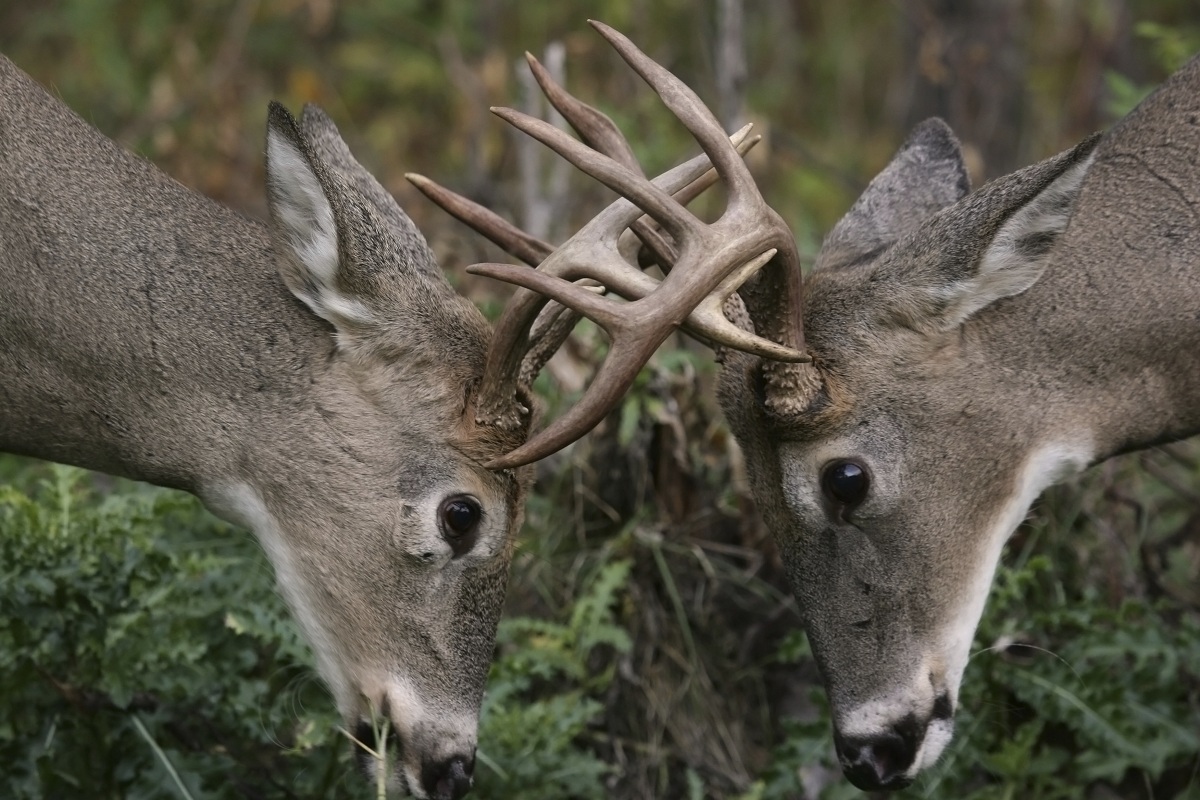 Monster Whitetail Bucks Fighting