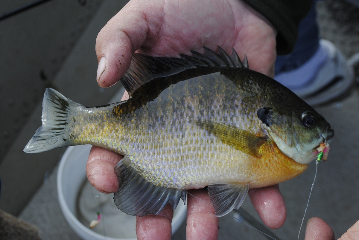 Autumn Bluegills Biting in Western Michigan OutdoorHub