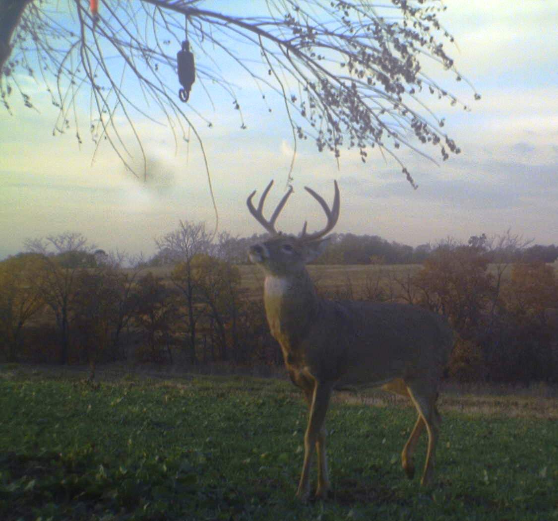 What You Didn't Know About a Deer's Sense of Smell OutdoorHub