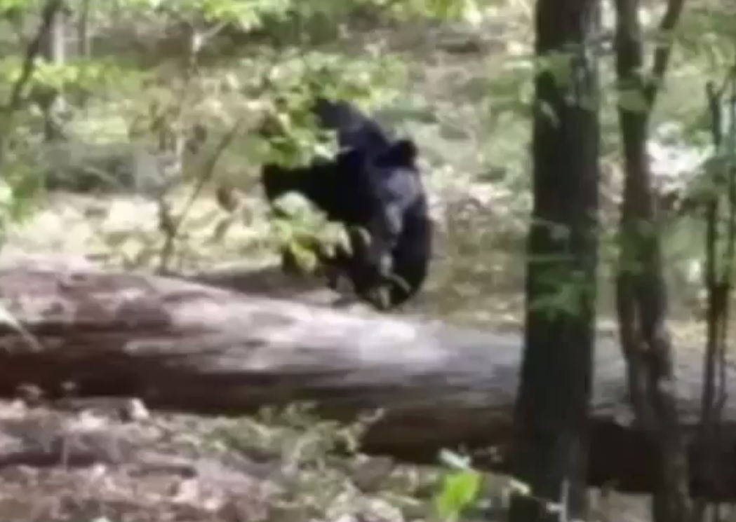 Hiker Snapped Photos of the 300-pound Bear That Killed Him | OutdoorHub