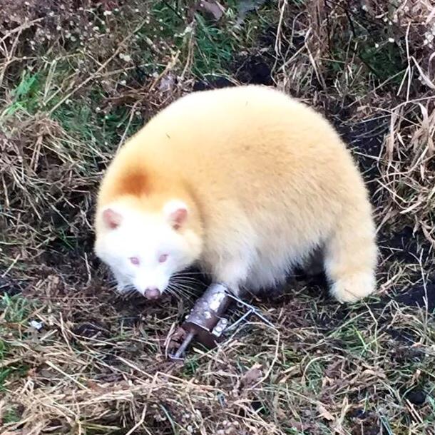 Photo: Rare Albino Raccoon Trapped in Indiana | OutdoorHub