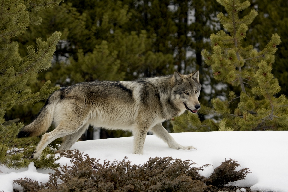 Wolf Trapping Tips from Canada's Premier Trapper | OutdoorHub