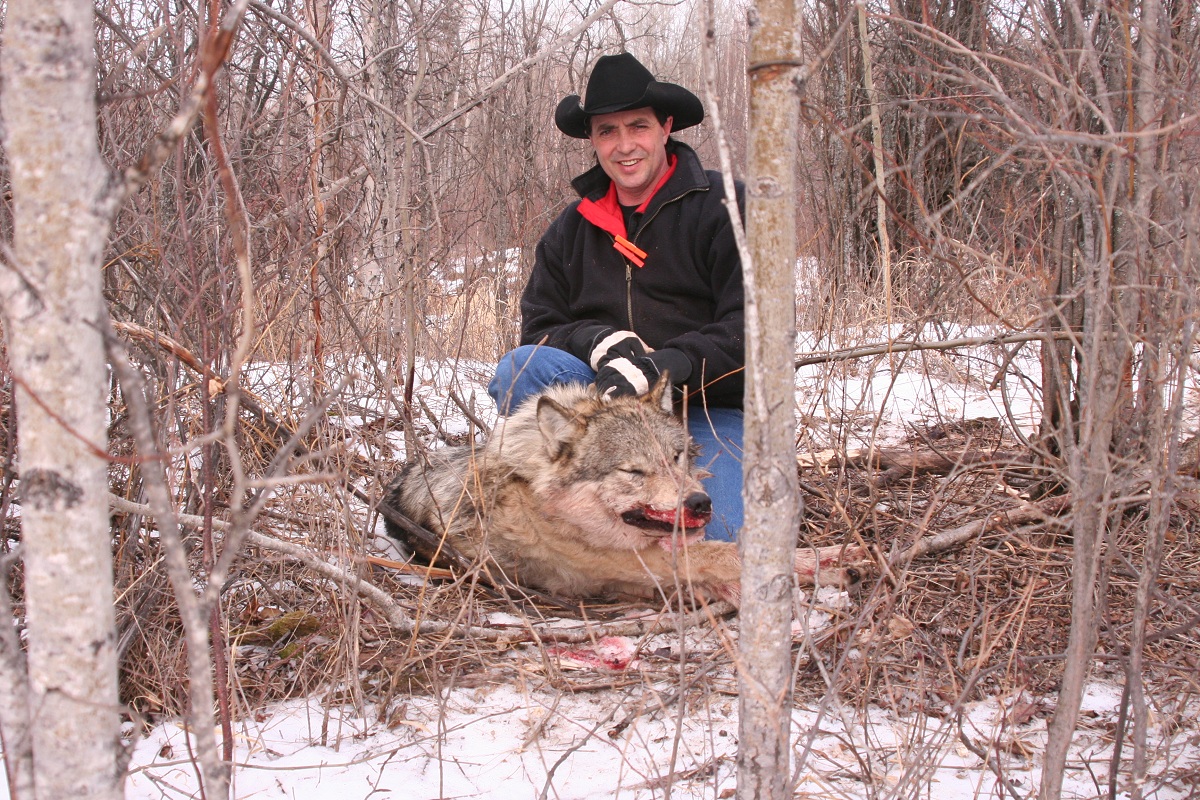 Wolf Trapping Tips from Canada's Premier Trapper | OutdoorHub