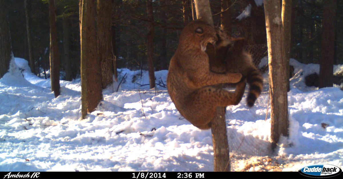 7 Trail Cam Photos That Prove Nature is Truly Unforgiving | OutdoorHub