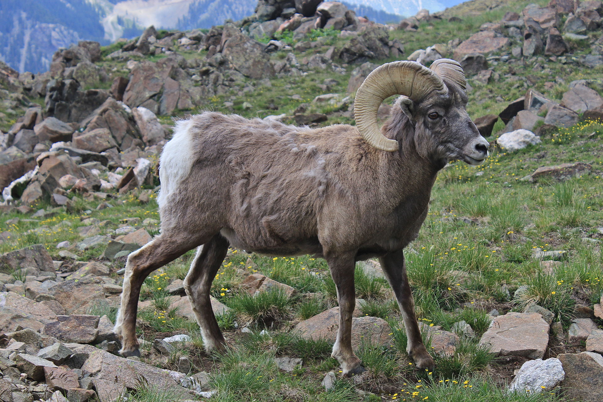 Bighorn Sheep Tag Sells At Auction For 100 000 Outdoorhub