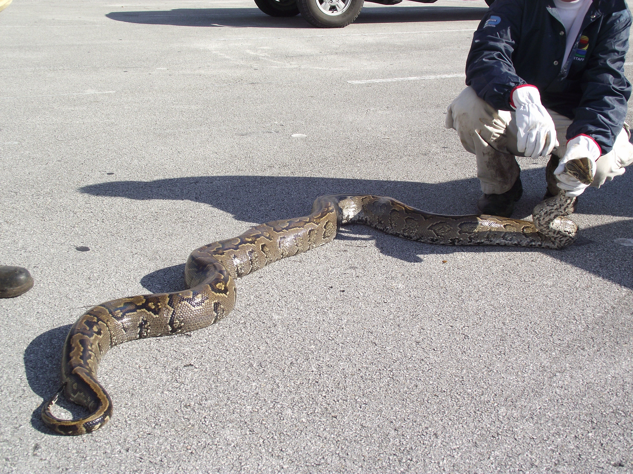 Florida Officials to Hunt Down Northern African Pythons OutdoorHub.