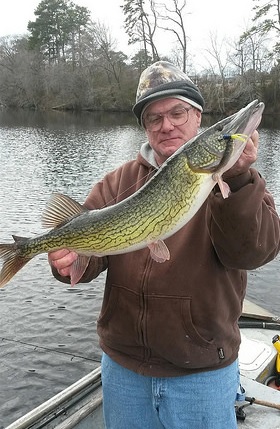 pickerel chain record maryland state outdoorhub lands angler