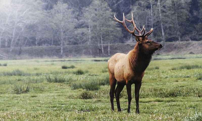 How Fast Can an Elk Run? 