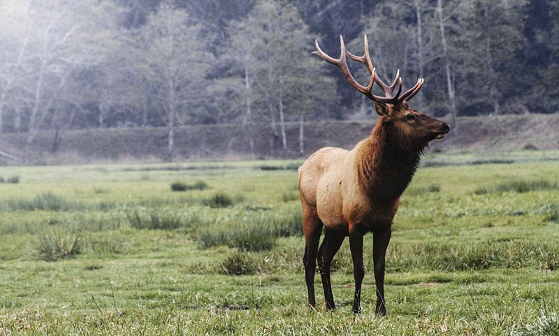 elk animal size