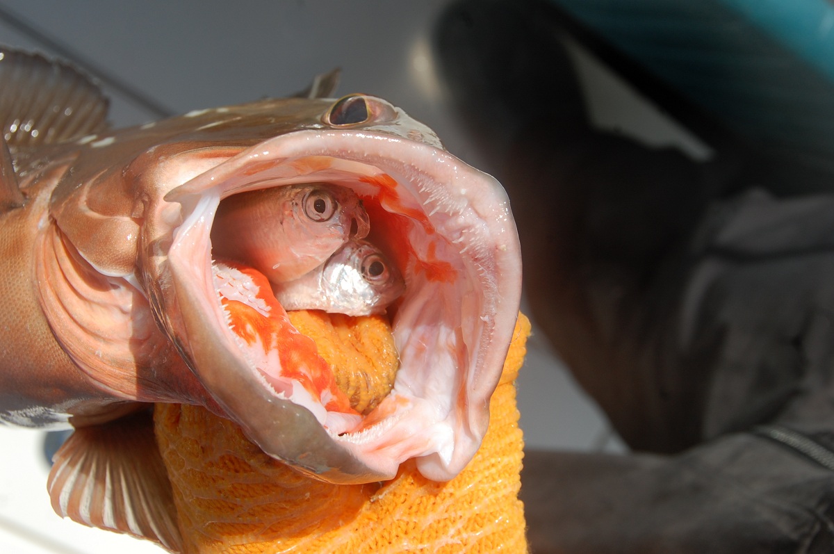 Вкус рыбы во рту. Рыба. Рыба открыла рот.