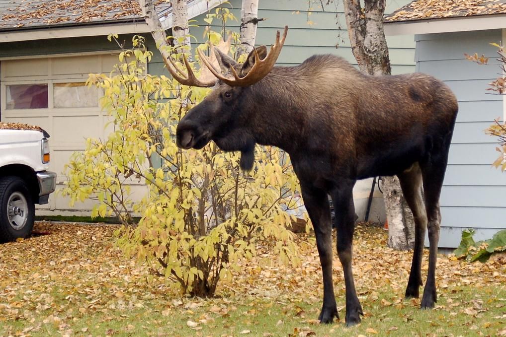 Moose Went "Out of Its Way" to Trample Woman in Colorado